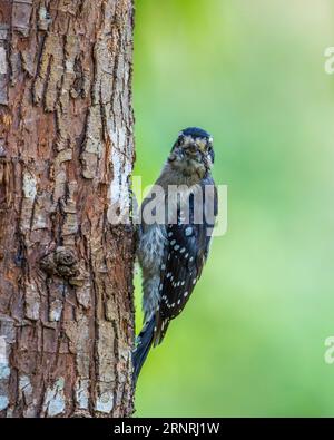 Picoides pubescens (Picoides pubescens) femelle s'accroche sur le flanc d'un tronc d'arbre. Banque D'Images