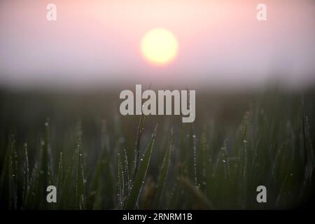 171007 YANGZHOU Oct 7 2017 photo prise le 7 2017 Oct montre des gouttes de rosée sur des feuilles de riz dans le canton de Huaisi Yangzhou City province de Jiangsu est Chine Cold Dew le 17e trimestre solaire de l'année tombe dimanche cette année wyo Jiangsu CHINA PUBLICATIONxxNOTxINxCHN XxjpbeE000345 20171007 TPPFN0A001 Copyright : xDengxDelongx Banque D'Images