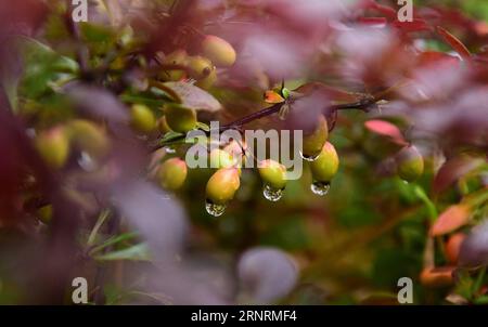 (171008) -- SHIJIAZHUANG, 8 octobre 2017 -- une photo prise le 8 octobre 2017 montre des gouttes de rosée sur des fruits au parc Fuxi dans la ville de Xinle, dans la province du Hebei du nord de la Chine. Dimanche marqué Cold Dew, le 17e terme solaire sur le calendrier lunaire chinois. ) (Yxb) CHINE-AUTOMNE-ROSÉE FROIDE (CN) JiaxMinjie PUBLICATIONxNOTxINxCHN Banque D'Images