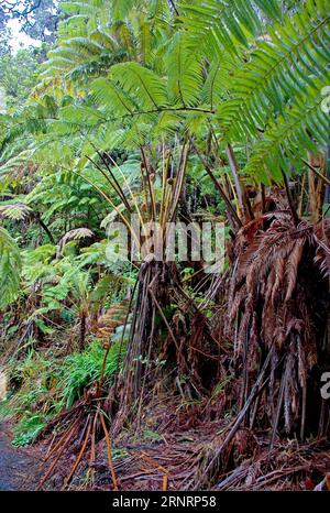 Entrée du sentier à une cabane dans la forêt tropicale près de Hilo et volcan de l'île principale d'Hawaii. Banque D'Images