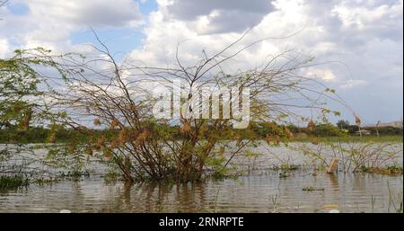 Tisserands masqués du Nord, ploceus taeniopterus, nids, lac Baringo au Kenya Banque D'Images