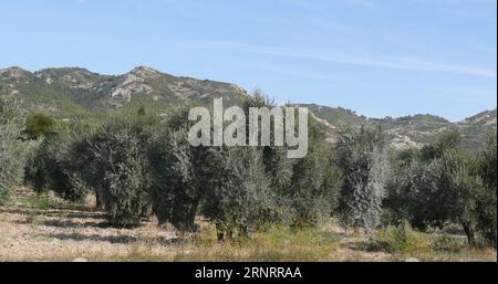 Champ d'olivier près de Maussane les Alpilles dans le Sud-est de la France Banque D'Images