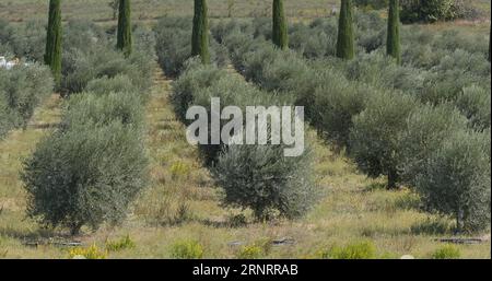 Champ d'olivier près de Maussane les Alpilles dans le Sud-est de la France Banque D'Images