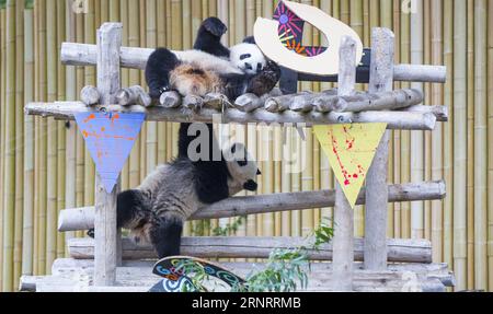 (171013) -- TORONTO, le 13 octobre 2017 -- Jia Panpan et Jia Yueyue, jumeaux panda géant de deux ans, jouent ensemble lors de la célébration de leur 2e anniversaire au zoo de Toronto, au Canada, le 13 octobre 2017. Le zoo de Toronto a accueilli vendredi la célébration du 2e anniversaire des premiers jumeaux panda géants nés au Canada, Jia Panpan (qui signifie Canadian Hope) et Jia Yueyue (qui signifie Canadian Joy). Le panda géant femelle er Shun de Chine a donné naissance aux jumelles au zoo de Toronto le 13 octobre 2015. ) CANADA-TORONTO-LES JUMEAUX GÉANTS PANDA-2E ANNIVERSAIRE ZOUXZHENG PUBLICATIONXNOTXINXCHN Banque D'Images