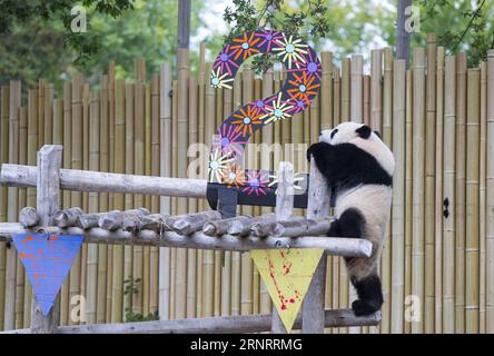 (171013) -- TORONTO, le 13 octobre 2017 -- le panda géant de deux ans Jia Panpan cherche de la nourriture lors de la célébration de son 2e anniversaire au zoo de Toronto, au Canada, le 13 octobre 2017. Le zoo de Toronto a accueilli vendredi la célébration du 2e anniversaire des premiers jumeaux panda géants nés au Canada, Jia Panpan (qui signifie Canadian Hope) et Jia Yueyue (qui signifie Canadian Joy). Le panda géant femelle er Shun de Chine a donné naissance aux jumelles au zoo de Toronto le 13 octobre 2015. ) CANADA-TORONTO-LES JUMEAUX GÉANTS PANDA-2E ANNIVERSAIRE ZOUXZHENG PUBLICATIONXNOTXINXCHN Banque D'Images