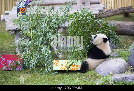 (171013) -- TORONTO, le 13 octobre 2017 -- le panda géant de deux ans Jia Panpan mange du bambou lors de la célébration de son 2e anniversaire au zoo de Toronto, au Canada, le 13 octobre 2017. Le zoo de Toronto a accueilli vendredi la célébration du 2e anniversaire des premiers jumeaux panda géants nés au Canada, Jia Panpan (qui signifie Canadian Hope) et Jia Yueyue (qui signifie Canadian Joy). Le panda géant femelle er Shun de Chine a donné naissance aux jumelles au zoo de Toronto le 13 octobre 2015. ) CANADA-TORONTO-LES JUMEAUX GÉANTS PANDA-2E ANNIVERSAIRE ZOUXZHENG PUBLICATIONXNOTXINXCHN Banque D'Images