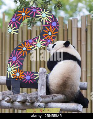 (171013) -- TORONTO, le 13 octobre 2017 -- le panda géant de deux ans Jia Panpan cherche de la nourriture lors de la célébration de son 2e anniversaire au zoo de Toronto, au Canada, le 13 octobre 2017. Le zoo de Toronto a accueilli vendredi la célébration du 2e anniversaire des premiers jumeaux panda géants nés au Canada, Jia Panpan (qui signifie Canadian Hope) et Jia Yueyue (qui signifie Canadian Joy). Le panda géant femelle er Shun de Chine a donné naissance aux jumelles au zoo de Toronto le 13 octobre 2015. ) CANADA-TORONTO-LES JUMEAUX GÉANTS PANDA-2E ANNIVERSAIRE ZOUXZHENG PUBLICATIONXNOTXINXCHN Banque D'Images