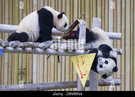 (171013) -- TORONTO, le 13 octobre 2017 -- Jia Panpan et Jia Yueyue, jumeaux panda géant de deux ans, jouent ensemble lors de la célébration de leur 2e anniversaire au zoo de Toronto, au Canada, le 13 octobre 2017. Le zoo de Toronto a accueilli vendredi la célébration du 2e anniversaire des premiers jumeaux panda géants nés au Canada, Jia Panpan (qui signifie Canadian Hope) et Jia Yueyue (qui signifie Canadian Joy). Le panda géant femelle er Shun de Chine a donné naissance aux jumelles au zoo de Toronto le 13 octobre 2015. ) CANADA-TORONTO-LES JUMEAUX GÉANTS PANDA-2E ANNIVERSAIRE ZOUXZHENG PUBLICATIONXNOTXINXCHN Banque D'Images