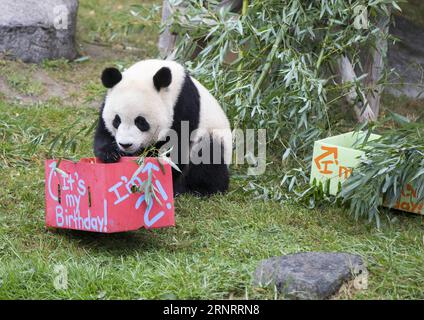 (171013) -- TORONTO, le 13 octobre 2017 -- le panda géant de deux ans Jia Panpan mange du bambou lors de la célébration de son 2e anniversaire au zoo de Toronto, au Canada, le 13 octobre 2017. Le zoo de Toronto a accueilli vendredi la célébration du 2e anniversaire des premiers jumeaux panda géants nés au Canada, Jia Panpan (qui signifie Canadian Hope) et Jia Yueyue (qui signifie Canadian Joy). Le panda géant femelle er Shun de Chine a donné naissance aux jumelles au zoo de Toronto le 13 octobre 2015. ) CANADA-TORONTO-LES JUMEAUX GÉANTS PANDA-2E ANNIVERSAIRE ZOUXZHENG PUBLICATIONXNOTXINXCHN Banque D'Images