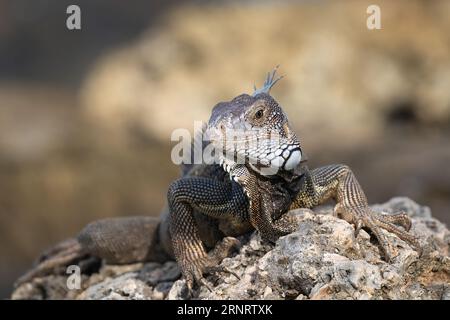 Gros plan de l'iguane vert (Iguana iguana) sur l'île d'Aruba. Allongé sur un rocher, regardant la caméra. Banque D'Images