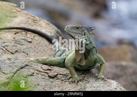 Gros plan de l'iguane vert (Iguana iguana) sur l'île d'Aruba. Allongé sur un rocher, regardant la caméra, océan en arrière-plan. Banque D'Images