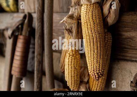 Décor jaune mûr de graines d'épis de maïs séché accroché sur le mur en bois de la vieille grange rurale countrysdie. Fond de décotation de détail intérieur de ferme de campagne rustique Banque D'Images