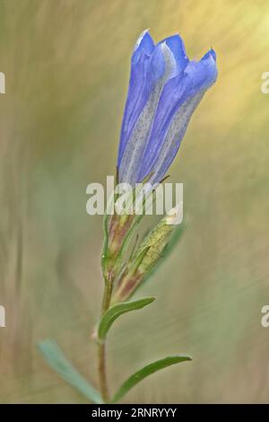 Gentiane des marais (Gentiana pneumonanthe), de l'Ems, Basse-Saxe, Allemagne Banque D'Images