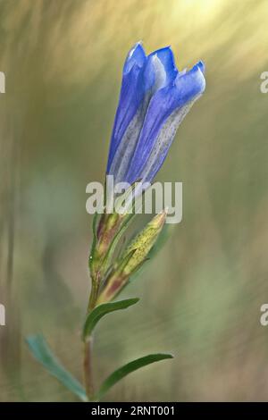 Gentiane des marais (Gentiana pneumonanthe), de l'Ems, Basse-Saxe, Allemagne Banque D'Images