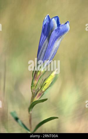 Gentiane des marais (Gentiana pneumonanthe), de l'Ems, Basse-Saxe, Allemagne Banque D'Images