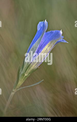 Gentiane des marais (Gentiana pneumonanthe), de l'Ems, Basse-Saxe, Allemagne Banque D'Images