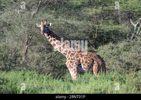 Girafe masaï (Giraffa tippelskirchi), debout dans des buissons, zone de conservation de Ndutu, Tanzanie Banque D'Images