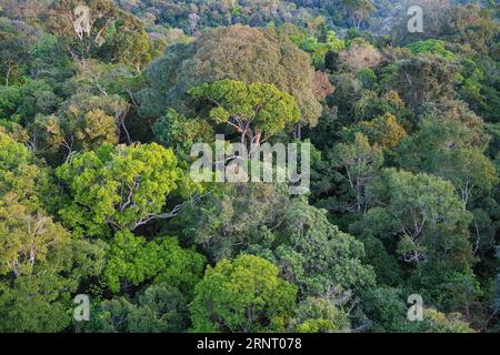 Vue sur la canopée de la réserve forestière Adolpho Ducke, Manaus, État d'Amazonie, Brésil Banque D'Images