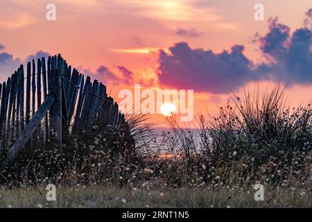 Plage, mer, paysage de dunes sur la Manche avec la clôture de piquet en bois typique de la région au coucher du soleil, Portbail, Cotentin, Manche, Normandie Banque D'Images