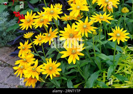 Variété de coneflower rugueux yeux irlandais (Rudbeckia hirta yeux irlandais), Hambourg, Allemagne Banque D'Images