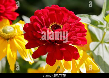 zinnia à fleurs rouges (Zinnia elegans) devant la variété de coneflower de la rue à fleurs jaunes yeux irlandais (Rudbeckia hirta) Hambourg, Allemagne Banque D'Images