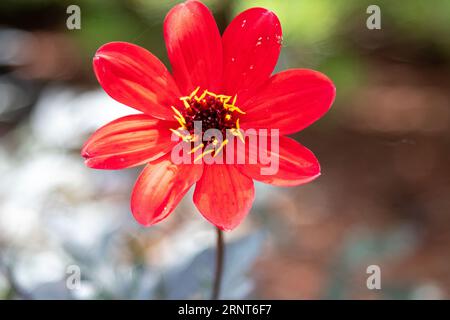 gros plan de fleur rouge unique avec centre jaune. Photo de haute qualité Banque D'Images