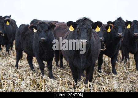 (171107) -- OMAHA, 7 novembre 2017 -- une photo prise le 31 octobre 2017 montre des vaches Angus à la ferme Bill à Omaha, aux États-Unis. Bien qu’elle soit la maison de l’investisseur milliardaire américain Warren Buffett, Omaha était peu connue des Chinois il y a quelques mois. Mais maintenant, cette ville dans l'état du Nebraska Midwest est sur le point de devenir un nom familier en Chine depuis que sa société Greater Omaha Packing a envoyé environ 40 boîtes de ses produits en Chine le 14 juin, peu de temps après que les États-Unis et la Chine ont conclu un accord pour rouvrir les marchés chinois pour le bœuf américain dans le cadre de leur plan d’action de 100 jours pour stimuler l’économie bilatérale Banque D'Images