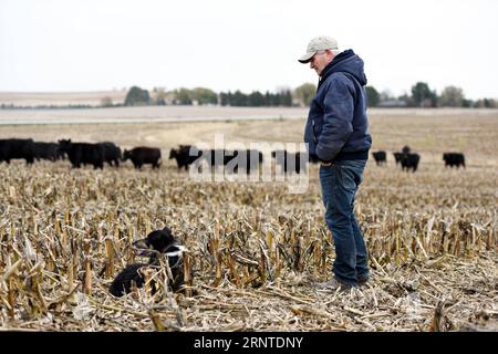 171107 -- OMAHA, 7 novembre 2017 -- une photo prise le 31 octobre 2017 montre le propriétaire de la ferme Bill qui garde son bétail dans un champ de maïs à Omaha, aux États-Unis. Bien qu’elle soit la maison de l’investisseur milliardaire américain Warren Buffett, Omaha était peu connue des Chinois il y a quelques mois. Mais maintenant, cette ville dans l'état du Nebraska Midwest est sur le point de devenir un nom familier en Chine depuis que sa société Greater Omaha Packing a envoyé environ 40 boîtes de ses produits en Chine le 14 juin, peu de temps après que les États-Unis et la Chine ont conclu un accord pour rouvrir les marchés chinois pour le bœuf américain dans le cadre de leur plan d’action de 100 jours Banque D'Images