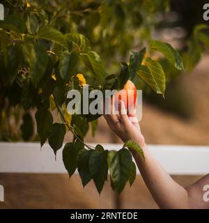 Main tenant l'arbre de pomme de rip Banque D'Images