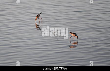 (171109) -- SHENZHEN, 9 novembre 2017 -- des pilotis à ailes noires sont vus dans la baie de Shenzhen à Shenzhen, dans la province du Guangdong du sud de la Chine, le 9 novembre 2017. Le long des zones côtières de la baie de Shenzhen, une forêt de mangroves est l'habitat d'environ 100 000 oiseaux migrateurs de 40 espèces, dont certaines sont menacées. (wf) CHINE-SHENZHEN-OISEAUX MIGRATEURS (CN) MaoxSiqian PUBLICATIONxNOTxINxCHN Banque D'Images