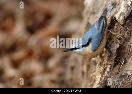 Nuthatche eurasienne (Sitta europaea) tête au-dessus sur un arbre, Réserve de biosphère de l'Elbe moyen, Dessau-Rosslau, Saxe-Anhalt, Allemagne Banque D'Images