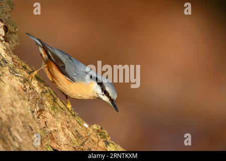 Nuthatche eurasienne (Sitta europaea) tête au-dessus sur un arbre, Réserve de biosphère de l'Elbe moyen, Dessau-Rosslau, Saxe-Anhalt, Allemagne Banque D'Images