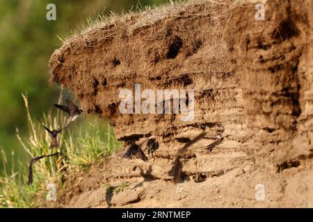 Sable martin (Riparia riparia), gros plan d'une colonie de reproduction sur l'Elbe avec des animaux approchant, Réserve de biosphère de l'Elbe moyen, Dessau-Rosslau Banque D'Images