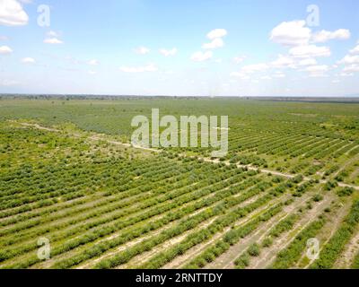 (171118) -- MOROGORO, 18 novembre 2017 -- une photo prise le 15 novembre 2017 montre un champ de sisal dans une ferme de la région de Morogoro en Tanzanie. La ferme a été créée par China-Africa Agriculture Investment Co. Ltd en 2000. Actuellement, la ferme a produit environ 2 000 tonnes de fibres de sisal par an et a créé quelque 10 000 emplois pour la Tanzanie. (swt) TANZANIE-MOROGORO-CHINE-SISAL FERME LixSibo PUBLICATIONxNOTxINxCHN Banque D'Images