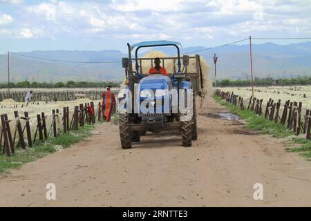 (171118) -- MOROGORO, 18 novembre 2017 -- un travailleur local transporte de la fibre de sisal dans une ferme de la région de Morogoro en Tanzanie le 15 novembre 2017. La ferme a été créée par China-Africa Agriculture Investment Co. Ltd en 2000. Actuellement, la ferme a produit environ 2 000 tonnes de fibres de sisal par an et a créé quelque 10 000 emplois pour la Tanzanie. (swt) TANZANIE-MOROGORO-CHINE-SISAL FERME LixSibo PUBLICATIONxNOTxINxCHN Banque D'Images