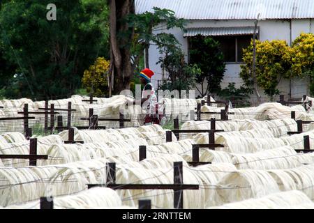 (171118) -- MOROGORO, 18 novembre 2017 -- un travailleur local sèche la fibre de sisal dans une ferme de la région de Morogoro en Tanzanie le 15 novembre 2017. La ferme a été créée par China-Africa Agriculture Investment Co. Ltd en 2000. Actuellement, la ferme a produit environ 2 000 tonnes de fibres de sisal par an et a créé quelque 10 000 emplois pour la Tanzanie. (swt) TANZANIE-MOROGORO-CHINE-SISAL FERME LixSibo PUBLICATIONxNOTxINxCHN Banque D'Images