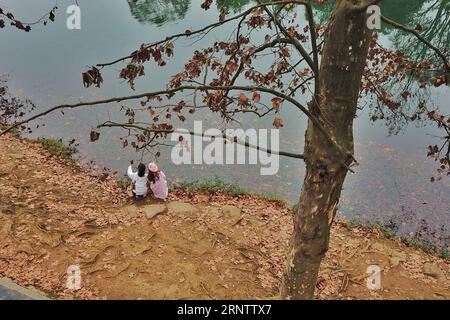 (171119) -- GUIYANG, 19 novembre 2017 -- des touristes sont assis sous un arbre sur un chemin d'arbres de phoenix dans le district de Huaxi à Guiyang, dans la province du Guizhou au sud-ouest de la Chine, 19 novembre 2017. Les paysages d'automne le long du chemin ont attiré de nombreux touristes. )(mcg) CHINA-GUIYANG-AUTUMN SCENERY (CN) OuxDongqu PUBLICATIONxNOTxINxCHN Banque D'Images