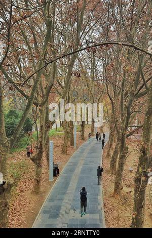 (171119) -- GUIYANG, 19 novembre 2017 -- des touristes marchent le long d'un chemin sous les arbres phénix dans le district de Huaxi à Guiyang, dans la province du Guizhou au sud-ouest de la Chine, 19 novembre 2017. Les paysages d'automne le long du chemin ont attiré de nombreux touristes. )(mcg) CHINA-GUIYANG-AUTUMN SCENERY (CN) OuxDongqu PUBLICATIONxNOTxINxCHN Banque D'Images