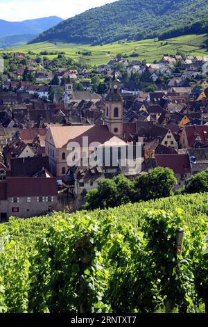 Vue aérienne du village et des vignes. Riquewihr, Haut-Rhin, France Banque D'Images