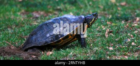 Vue latérale d'une tortue serpentine pondant ses œufs dans le sol près d'un lac. Banque D'Images