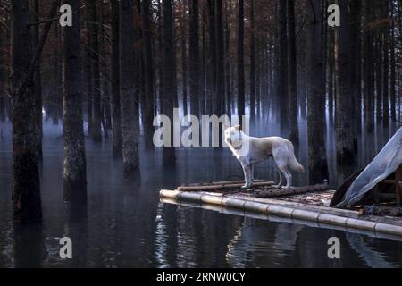 (171126) -- PÉKIN, 26 novembre 2017 -- la photo prise le 24 novembre 2017 montre le paysage de séquoias dans le canton de Fangtang de la ville de Ningguo, province de l Anhui dans l est de la Chine.) XINHUA PHOTO CHOIX HEBDOMADAIRES ShuixCongze PUBLICATIONxNOTxINxCHN Banque D'Images