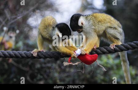 (171214) -- LONDRES, le 14 décembre 2017 -- les singes écureuils cherchent leurs cadeaux lors d'un photocall d'animaux appréciant des friandises festives à la Zoological Society of London à Londres, en Grande-Bretagne, le 14 décembre 2017.) (Zjy) BRITAIN-LONDON-ZOO-CHRISTMAS TREAT HanxYan PUBLICATIONxNOTxINxCHN Banque D'Images