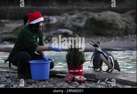 (171214) -- LONDRES, le 14 décembre 2017 -- Un gardien de zoo nourrit des pingouins près d'un arbre de Noël et présente au cours d'un photocall des animaux appréciant des friandises festives à la Zoological Society of London à Londres, en Grande-Bretagne, le 14 décembre 2017.) (Zjy) BRITAIN-LONDON-ZOO-CHRISTMAS TREAT HanxYan PUBLICATIONxNOTxINxCHN Banque D'Images