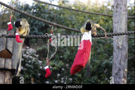 (171214) -- LONDRES, le 14 décembre 2017 -- les singes écureuils cherchent leurs cadeaux lors d'un photocall d'animaux appréciant des friandises festives à la Zoological Society of London à Londres, en Grande-Bretagne, le 14 décembre 2017.) (Zjy) BRITAIN-LONDON-ZOO-CHRISTMAS TREAT HanxYan PUBLICATIONxNOTxINxCHN Banque D'Images