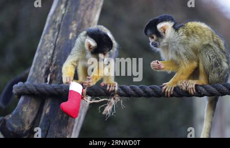 (171214) -- LONDRES, le 14 décembre 2017 -- les singes écureuils cherchent leurs cadeaux lors d'un photocall d'animaux appréciant des friandises festives à la Zoological Society of London à Londres, en Grande-Bretagne, le 14 décembre 2017.) (Zjy) BRITAIN-LONDON-ZOO-CHRISTMAS TREAT HanxYan PUBLICATIONxNOTxINxCHN Banque D'Images