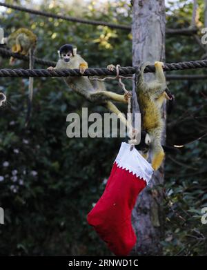 (171214) -- LONDRES, le 14 décembre 2017 -- les singes écureuils cherchent leurs cadeaux lors d'un photocall d'animaux appréciant des friandises festives à la Zoological Society of London à Londres, en Grande-Bretagne, le 14 décembre 2017.) (Zjy) BRITAIN-LONDON-ZOO-CHRISTMAS TREAT HanxYan PUBLICATIONxNOTxINxCHN Banque D'Images