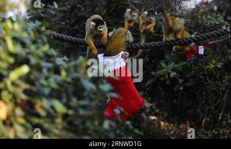 (171214) -- LONDRES, le 14 décembre 2017 -- les singes écureuils cherchent leurs cadeaux lors d'un photocall d'animaux appréciant des friandises festives à la Zoological Society of London à Londres, en Grande-Bretagne, le 14 décembre 2017.) (Zjy) BRITAIN-LONDON-ZOO-CHRISTMAS TREAT HanxYan PUBLICATIONxNOTxINxCHN Banque D'Images