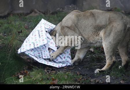 (171214) -- LONDRES, 14 décembre 2017 -- Un lion ouvre ses cadeaux lors d'un photocall d'animaux appréciant des friandises festives à la Zoological Society of London à Londres, en Grande-Bretagne, le 14 décembre 2017.) (Zjy) BRITAIN-LONDON-ZOO-CHRISTMAS TREAT HanxYan PUBLICATIONxNOTxINxCHN Banque D'Images