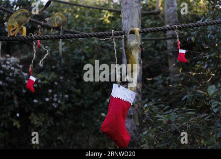 (171214) -- LONDRES, le 14 décembre 2017 -- les singes écureuils cherchent leurs cadeaux lors d'un photocall d'animaux appréciant des friandises festives à la Zoological Society of London à Londres, en Grande-Bretagne, le 14 décembre 2017.) (Zjy) BRITAIN-LONDON-ZOO-CHRISTMAS TREAT HanxYan PUBLICATIONxNOTxINxCHN Banque D'Images