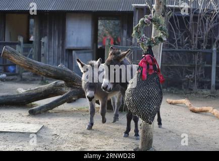 (171214) -- LONDRES, 14 décembre 2017 -- les ânes cherchent leurs cadeaux lors d'un photocall d'animaux appréciant des friandises festives à la Zoological Society of London à Londres, en Grande-Bretagne, le 14 décembre 2017.) (Zjy) BRITAIN-LONDON-ZOO-CHRISTMAS TREAT HanxYan PUBLICATIONxNOTxINxCHN Banque D'Images